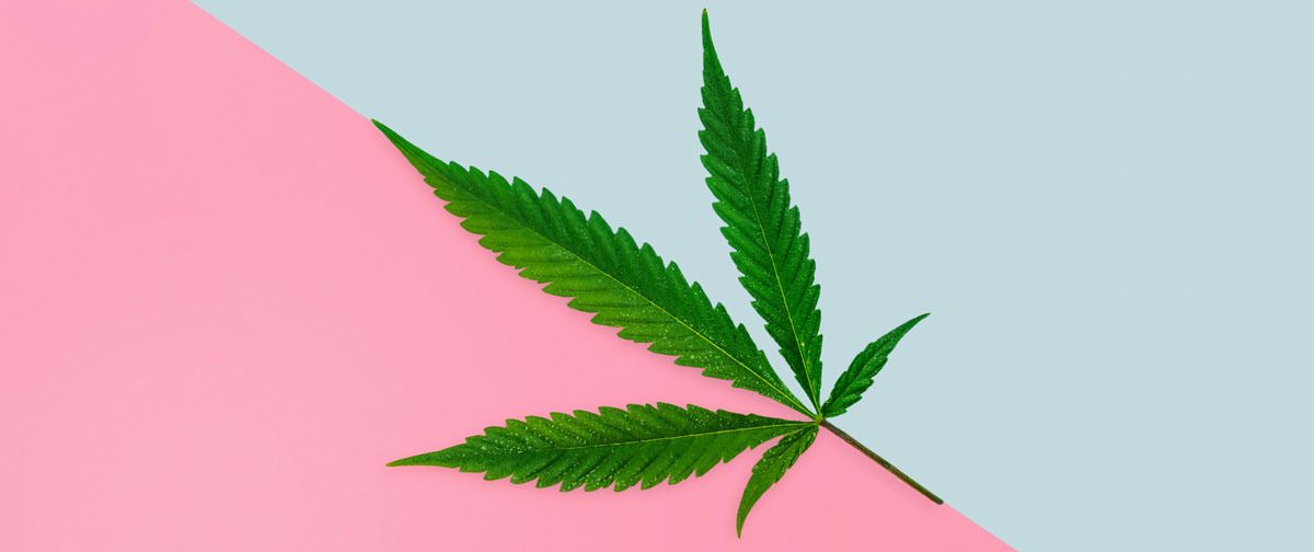 Cannabis leaf in the middle of pastel pink and blue background c